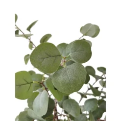 Artificial Eucalyptus Tree With Planter -Villeyy Decor Shop https3A2F2Fimage.s5a.com2Fis2Fimage2FTheBay2F400927345589 alt23Fwid3D120026hei3D120026qlt3D9026resMode3Dsharp226op usm3D0.92C1.02C82C0 640x